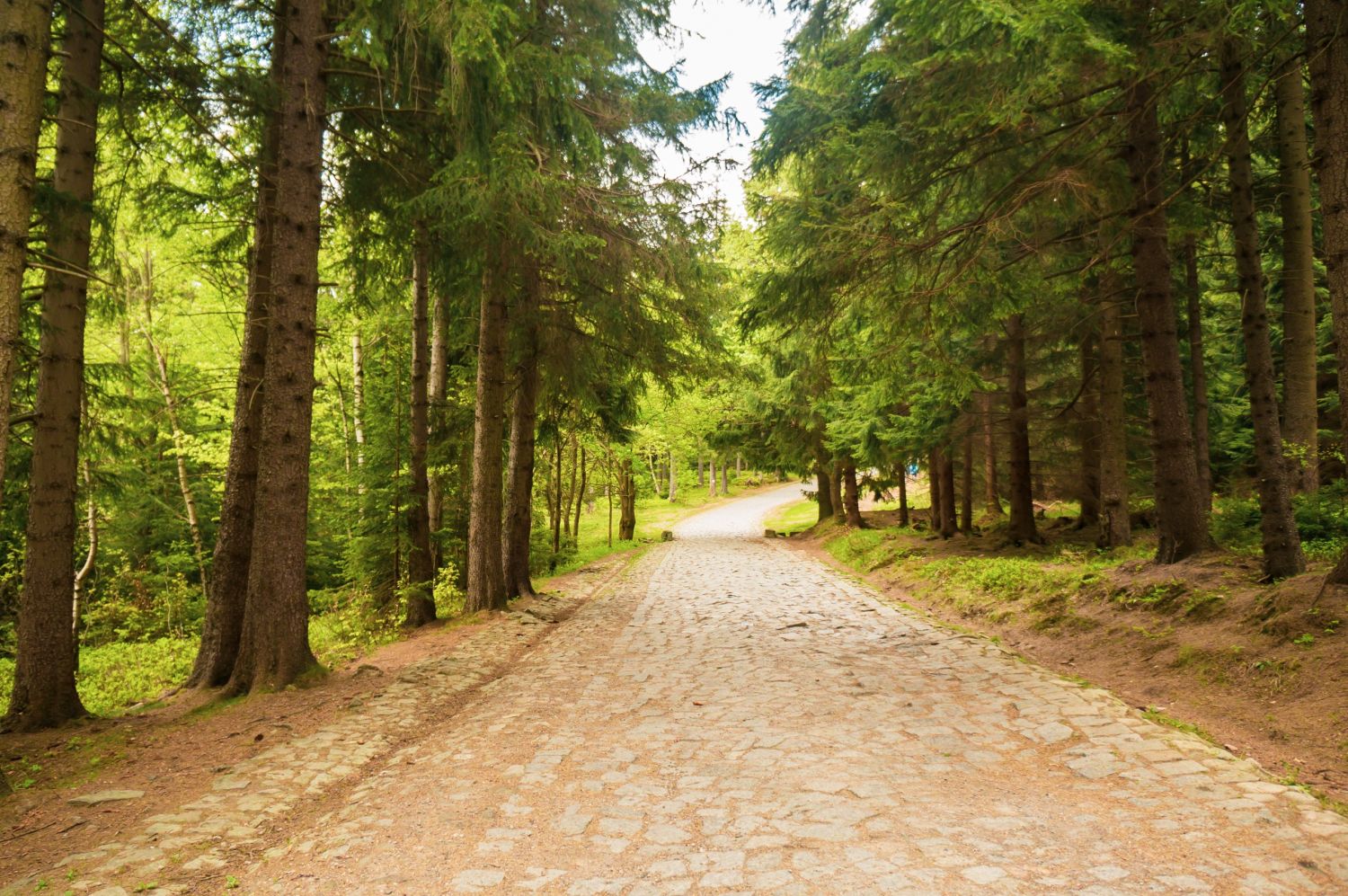 Jak zaprojektować ścieżki i podjazd w otoczeniu lasu? Praktyczne wskazówki dla działek o niestandardowym ukształtowaniu terenu